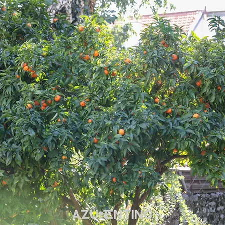 Azurenting - Bastide Alba - - Terrasse Apartman Cannes